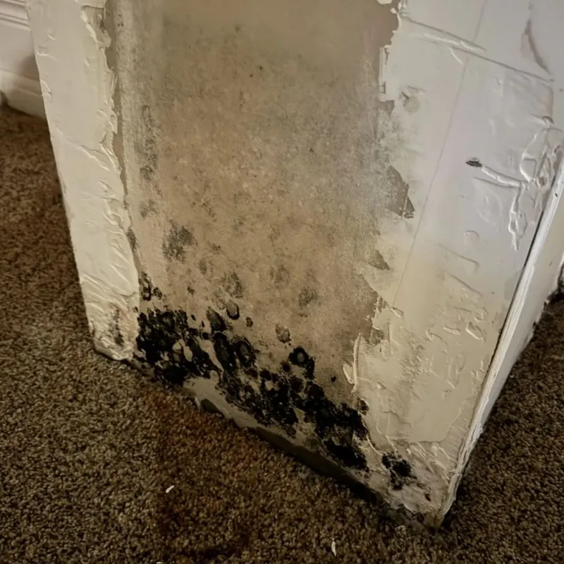 Professional Mold Removal in Davidson, NC